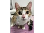 Sweet Pea, Domestic Shorthair For Adoption In Brockville, Ontario