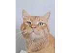 Morris, Domestic Shorthair For Adoption In Carlinville, Illinois