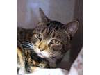 Cajun Fries, Domestic Shorthair For Adoption In Washington, District Of Columbia