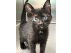 April, Domestic Shorthair For Adoption In Sioux City, Iowa