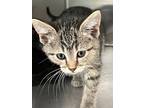 Clover, Domestic Shorthair For Adoption In Sioux City, Iowa
