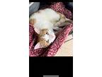 Thumbelina, Domestic Shorthair For Adoption In Crossville, Tennessee