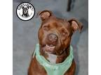 Adopt Pig a Brown/Chocolate Boxer / American Pit Bull Terrier / Mixed dog in