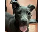 Adopt Ace a Gray/Blue/Silver/Salt & Pepper Greyhound / Labrador Retriever /