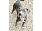 Leon, American Pit Bull Terrier For Adoption In Houma, Louisiana