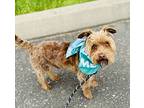 Topper, Terrier (unknown Type, Small) For Adoption In Lynnwood, Washington