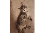 Gizmo, Domestic Shorthair For Adoption In Hinckley, Illinois