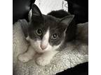 Bookworm, Domestic Shorthair For Adoption In Candler, North Carolina