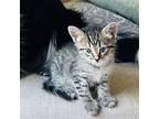 River, Domestic Shorthair For Adoption In Candler, North Carolina