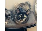 Coco, Domestic Shorthair For Adoption In Union Grove, Wisconsin