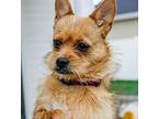 Oat, Cairn Terrier For Adoption In Twin Falls, Idaho