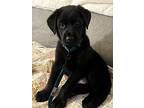 Anakin, Labrador Retriever For Adoption In Amherst, New York