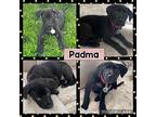 Padma, Labrador Retriever For Adoption In Amherst, New York