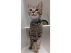 Lily - Pending Adoption, Domestic Shorthair For Adoption In Stanwood, Washington