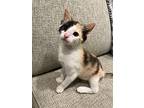 Pickle, Domestic Shorthair For Adoption In Chestertown, Maryland