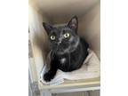 Phineas, Domestic Shorthair For Adoption In Steamboat Springs, Colorado