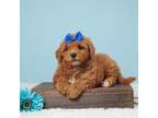 Maltipoo Puppy for sale in Apple Creek, OH, USA