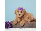 Maltipoo Puppy for sale in Apple Creek, OH, USA