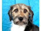 Gracie, Border Terrier For Adoption In Hondo, Texas