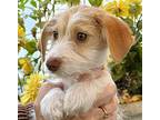 Laura, Jack Russell Terrier For Adoption In Hondo, Texas