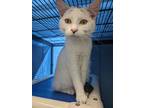 Whitey, Domestic Shorthair For Adoption In Eau Claire, Wisconsin