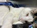 Patch, Domestic Shorthair For Adoption In Lynnwood, Washington