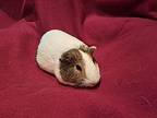 Miles And Beans, Guinea Pig For Adoption In South Bend, Indiana