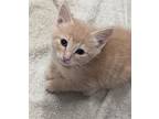 Sunny, Domestic Shorthair For Adoption In Fort Collins, Colorado