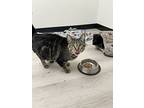 Big Guy, Domestic Shorthair For Adoption In Fort Collins, Colorado