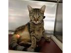 Wiffle, Domestic Shorthair For Adoption In North Myrtle Beach, South Carolina