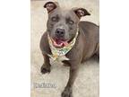 Indiana, American Pit Bull Terrier For Adoption In Gautier, Mississippi