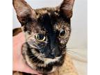 Cleopatra, Domestic Shorthair For Adoption In Oakland, California