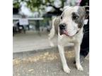 Basil, American Pit Bull Terrier For Adoption In Oakland, California