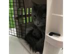 Adopt Bellini a Gray or Blue Domestic Longhair cat in Port Saint Lucie