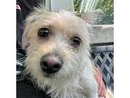 Opal, Terrier (unknown Type, Medium) For Adoption In Oakland, California