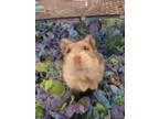 Chloe, Hamster For Adoption In Augusta, Maine