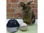 Thumper, Lop, Holland For Adoption In Largo, Florida