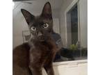 Adopt Stone a All Black Domestic Shorthair cat in Port Saint Lucie