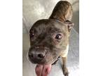 Harvey, American Pit Bull Terrier For Adoption In Shreveport, Louisiana