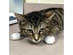 Torpedo Domestic Shorthair Young Male