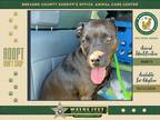 Adopt Raven a Mixed Breed (Medium) / Mixed dog in Melbourne, FL (41443531)