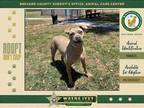 Adopt Baby a Mixed Breed (Medium) / Mixed dog in Melbourne, FL (40980766)