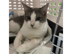Adopt Ameretto a Gray or Blue Domestic Shorthair cat in Port Saint Lucie