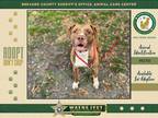 Adopt Philly a Mixed Breed (Medium) / Mixed dog in Melbourne, FL (41040627)