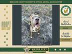 Adopt Smith a Mixed Breed (Medium) / Mixed dog in Melbourne, FL (40319463)