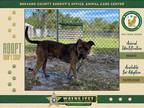Adopt Jericho a Mixed Breed (Medium) / Mixed dog in Melbourne, FL (40384786)