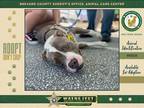 Adopt Ernest a Mixed Breed (Medium) / Mixed dog in Melbourne, FL (40555169)