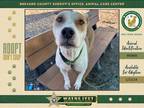 Adopt Cici a Mixed Breed (Medium) / Mixed dog in Melbourne, FL (41440114)