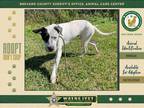 Adopt Salty a Mixed Breed (Medium) / Mixed dog in Melbourne, FL (41339564)