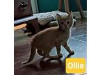 Ollie Domestic Shorthair Kitten Female